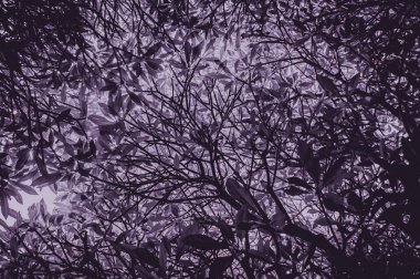 Hayaletli orman hayaleti. Ormanda korkunç bir ağaç, alçak açılı, tam gövdeli. Ürkütücü ağaç arka planında mor, gri, tek renk tonu var. Ağaca odaklan, diğer ağaçlara benzer.