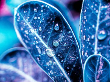 Yaprağın üzerine çiy damlası. Yaprağın üzerine mavi tonlu yeşil renkli yağmur damlası. Çiğ tanesine odaklan. Gürültülü. Diğerlerine benziyor. 