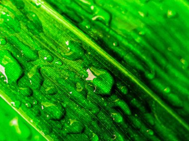 Yaprağın üzerine çiy damlası. Yeşil yapraklı yağmur damlası. Çiğ tanesine odaklan. Gürültülü. Diğerlerine benziyor.