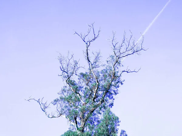 Arborele Sintra Lisabona Por — Fotografie, imagine de stoc