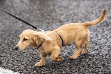  Charles Leclerc (MON) - Scuderia Ferrari - Ferrari SF-24 - Ferrari Free Practice sırasında 5 Temmuz, 2024 formülü 1 qatar hava yolu İngiliz Grand Prix 2024, 5 Temmuz - 7 Temmuz tarihleri arasında Silver Stone pistinde gerçekleşmesi planlanıyor., 
