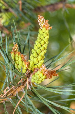 Young pine cones grow in spring in the mountains and steppes of Kazakhstan. Close-up. Macro