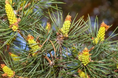 Young pine cones grow in spring in the mountains and steppes of Kazakhstan. Green needles. Close-up. Macro