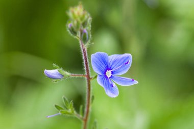 Violet with an open flower and an unopened flower. Close-up. Macro