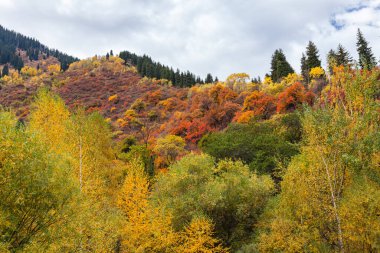 Altın sonbahar, Kazakistan 'daki Tien Shan dağ sistemindeki Zailiyskiy Alatau Dağları' ndaki bir tepenin üzerinde karışık bir orman.
