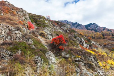 Altın sonbahar, Kazakistan 'daki Tien Shan dağ sistemindeki Zailiyskiy Alatau Dağları' ndaki bir tepenin üzerinde karışık bir orman.