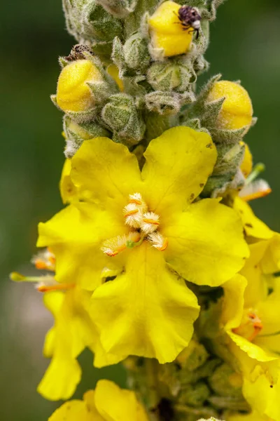 Yellow wild flower in the mountains of Kazakhstan. Macro. Close-up