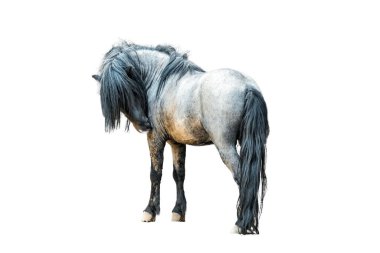 Shetland pony, standing sideways. Isolated on white background. clipart