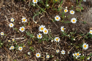 Papatya çiçekleri sonbahar çiçekleri Şifalı papatyalar