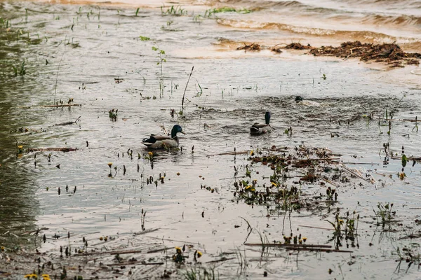 Patos Selvagens Nadam Parque Lago Aves Selvagens Banhar Água — Fotografia de Stock