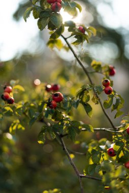 Rosehip günbatımında kırmızı böğürtlen yaz günbatımında günbatımında arka planda köpek gülü