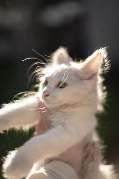 太陽に照らされた黄色い目が付いている手の日没の白い猫の白い子猫 — ストック写真