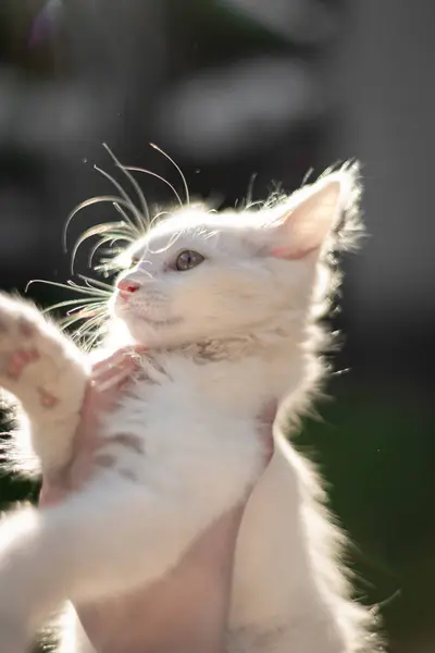 一只白色的小猫手牵着夕阳西下的白猫 黄色的眼睛被太阳照亮了 — 图库照片