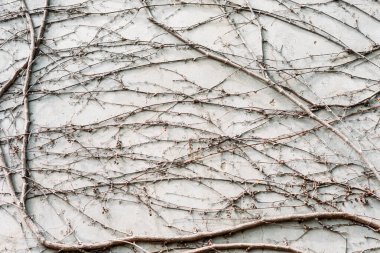 Duvardaki bir bitkinin dokusu, bir ağaç, bir bitki