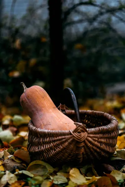Sonbahar yapraklarında bir sepetin içindeki portakal kabağı dışarıda, bulutlu hava, sonbahar havası, Kasım, Ekim, Cadılar Bayramı