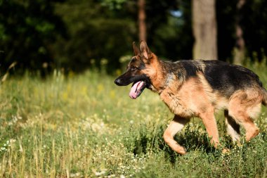 Bir Alman çoban köpeği ormanda koşar, güneş köpeğin ceketinde parlar, köpek güneşli ormanda birini görür.