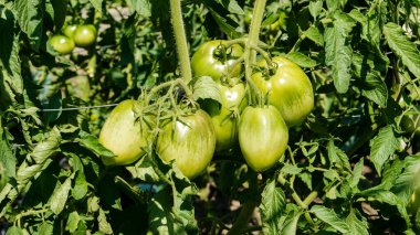 Serada taze domates var. Güneşli bir günde domatesler bahçede yetişiyor.