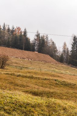 Güzel bir sonbahar tarlasının dikey çekimi ve Karpatlar 'da bir ağaç. Doğa, Ukrayna