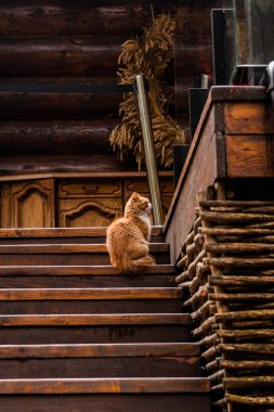 Merdivenlerde oturan kırmızı kedi