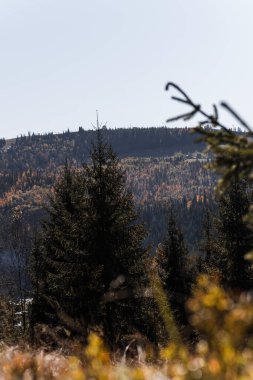 Karpatlar 'daki ormandaki ağaçların yakın plan çekimi. Doğa, Ukrayna