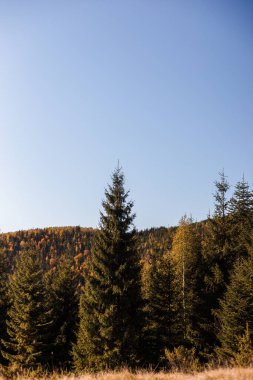 Renkli ağaçlar ve yapraklarla ormanda sonbahar.