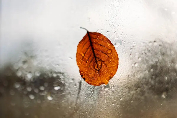 Yapraklı sonbahar arkaplanı, su damlaları