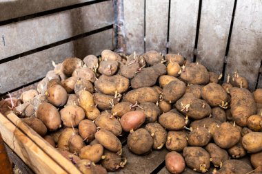 Bodrumda patatesler, mahzende ahşap bir bölmede filizlenmiş patatesler, bahçeye ekmek ve hasat için filizlenmiş patatesler. Tarım kavramı.
