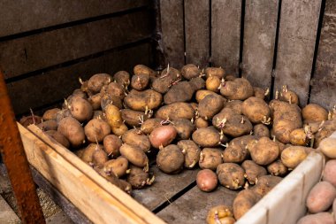 Bodrumda patatesler, mahzende ahşap bir bölmede filizlenmiş patatesler, bahçeye ekmek ve hasat için filizlenmiş patatesler. Tarım kavramı.