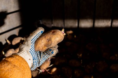 Bir çiftçi bodrumda elinde patates filizleri tutuyordu. Endüstriyel eldivenli insanlar. Bahçeye ekmek ve hasat için filizlenmiş patatesler. Tarım kavramı.