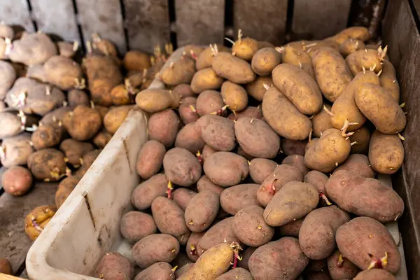 Bodrumda patatesler, mahzende ahşap bir bölmede filizlenmiş patatesler, bahçeye ekmek ve hasat için filizlenmiş patatesler. Tarım kavramı.