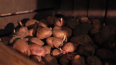 Bodrumda patatesler, mahzende ahşap bir bölmede filizlenmiş patatesler, bahçeye ekmek ve hasat için filizlenmiş patatesler. Tarım kavramı.