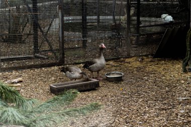 Çamur ve ahşap yonga zeminli tellerle çevrili bir alanda iki gri lag kazları duruyor. Bir kaz dikdörtgen bir beslenme yemliğinin yanında, içindekileri gagalarken, diğeri ise yuvarlak metal bir kaseye daha yakındır.