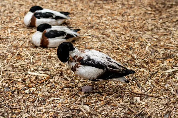 Muhtemelen Tadorna cinsine ait olan raftan ördekler ağaç kabuğu parçalarından oluşan bir yatakta dinleniyorlar. Tüyleri beyaz, siyah ve kahverengi beneklerle zıt özelliklere sahiptir..
