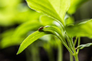 Macro Young filizleri, besin değeri yüksek bir toprağın içinde, tahta bir kutunun içinde filizlenir. Güneş ışığının tadını çıkarırlar. Yapraklar canlı yeşil, sağlıklı büyüdüğünü gösteriyor. Arka planda yumuşak odak