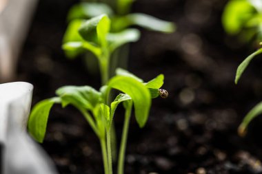 Macro Young filizleri, besin değeri yüksek bir toprağın içinde, tahta bir kutunun içinde filizlenir. Güneş ışığının tadını çıkarırlar. Yapraklar canlı yeşil, sağlıklı büyüdüğünü gösteriyor. Arka planda yumuşak odak