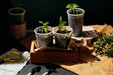 Toprakla dolu küçük, geri dönüştürülmüş bardaklardan filizlenen yavrular güneş ışığında tahta bir kutuya konur. Bardaklar birbirine yakın olarak dizilmiştir, her birinde birkaç yapraklı yeşil bir bitki vardır..