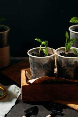 Toprakla dolu küçük, geri dönüştürülmüş bardaklardan filizlenen yavrular güneş ışığında tahta bir kutuya konur. Bardaklar birbirine yakın olarak dizilmiştir, her birinde birkaç yapraklı yeşil bir bitki vardır..