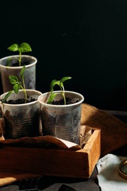 Toprakla dolu küçük, geri dönüştürülmüş bardaklardan filizlenen yavrular güneş ışığında tahta bir kutuya konur. Bardaklar birbirine yakın olarak dizilmiştir, her birinde birkaç yapraklı yeşil bir bitki vardır..