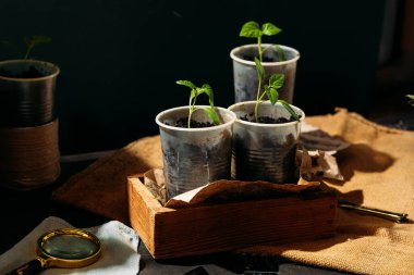 Toprakla dolu küçük, geri dönüştürülmüş bardaklardan filizlenen yavrular güneş ışığında tahta bir kutuya konur. Bardaklar birbirine yakın olarak dizilmiştir, her birinde birkaç yapraklı yeşil bir bitki vardır..