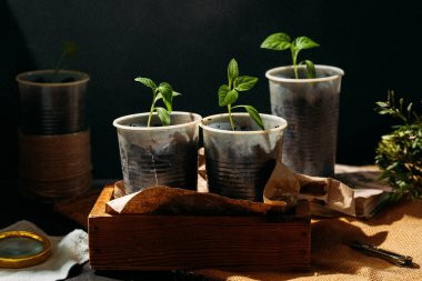 Toprakla dolu küçük, geri dönüştürülmüş bardaklardan filizlenen yavrular güneş ışığında tahta bir kutuya konur. Bardaklar birbirine yakın olarak dizilmiştir, her birinde birkaç yapraklı yeşil bir bitki vardır..