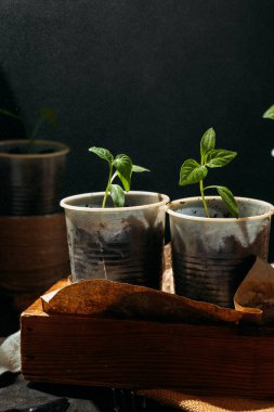 Genç fideleri suyla ıslatıyor. Tohumlar küçük, toprak dolu geri dönüştürülmüş bardaklardan filizlenir, ahşap bir kutuya konur..