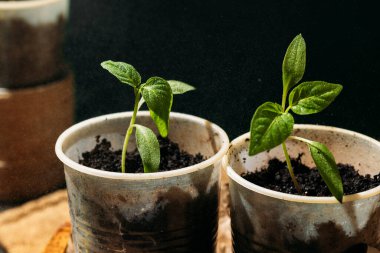 Genç fideleri suyla ıslatıyor. Tohumlar küçük, toprak dolu geri dönüştürülmüş bardaklardan filizlenir, ahşap bir kutuya konur..