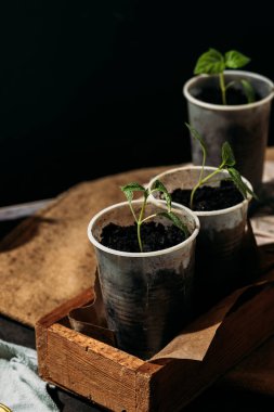 Genç fideleri suyla ıslatıyor. Tohumlar küçük, toprak dolu geri dönüştürülmüş bardaklardan filizlenir, ahşap bir kutuya konur..