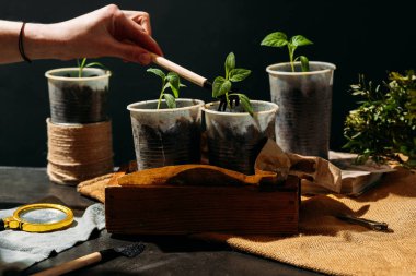 Küçük, geri dönüştürülmüş, toprakla dolu kaplardan filizlenen ve tahta bir kutuya konan küçük fidanlarla ilgilenen kadın..
