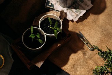 Toprakla dolu küçük, geri dönüştürülmüş bardaklardan filizlenen yavrular güneş ışığında tahta bir kutuya konur. Bardaklar birbirine yakın olarak dizilmiştir. Üst görünüm