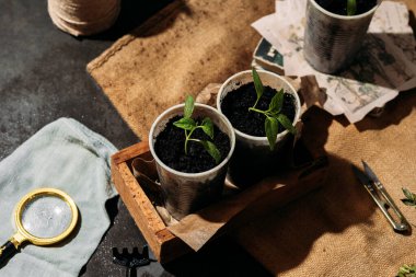 Toprakla dolu küçük, geri dönüştürülmüş bardaklardan filizlenen yavrular güneş ışığında tahta bir kutuya konur. Bardaklar birbirine yakın olarak dizilmiştir. Üst görünüm