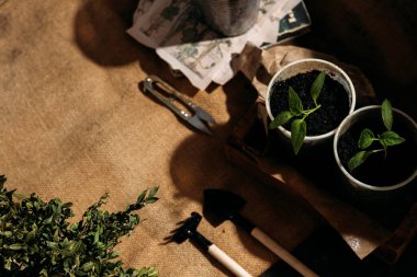 Toprakla dolu küçük, geri dönüştürülmüş bardaklardan filizlenen yavrular güneş ışığında tahta bir kutuya konur. Bardaklar birbirine yakın olarak dizilmiştir. Üst görünüm