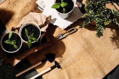 Toprakla dolu küçük, geri dönüştürülmüş bardaklardan filizlenen yavrular güneş ışığında tahta bir kutuya konur. Bardaklar birbirine yakın olarak dizilmiştir. Üst görünüm