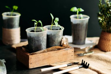 Toprakla dolu küçük, geri dönüştürülmüş bardaklardan filizlenen yavrular güneş ışığında tahta bir kutuya konur. Bardaklar birbirine yakın olarak dizilmiştir, her birinde birkaç yapraklı yeşil bir bitki vardır..