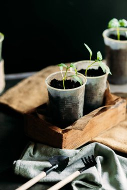 Toprakla dolu küçük, geri dönüştürülmüş bardaklardan filizlenen yavrular güneş ışığında tahta bir kutuya konur. Bardaklar birbirine yakın olarak dizilmiştir, her birinde birkaç yapraklı yeşil bir bitki vardır..